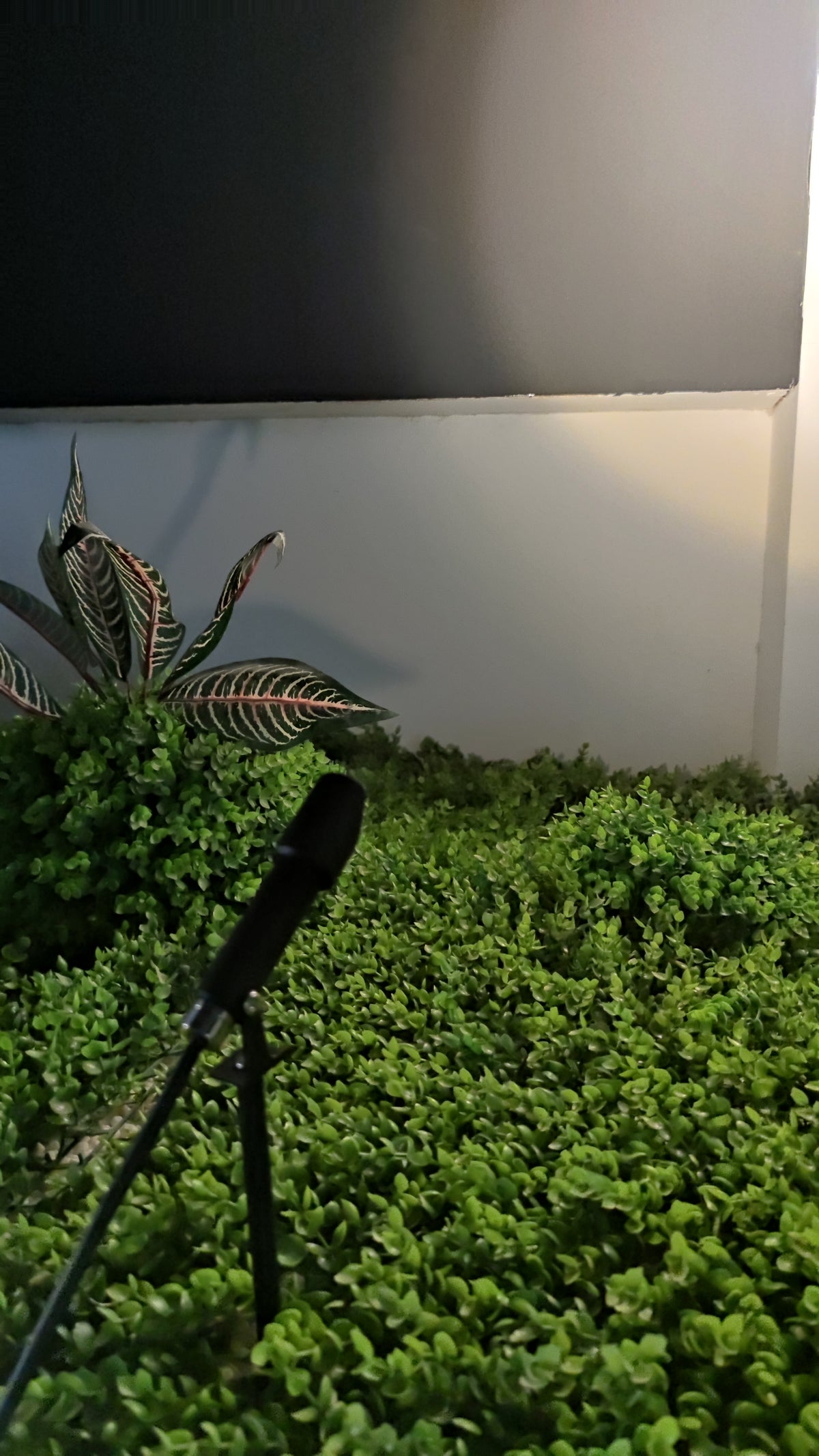Outdoor Spotlight (HL-DCD100-3)